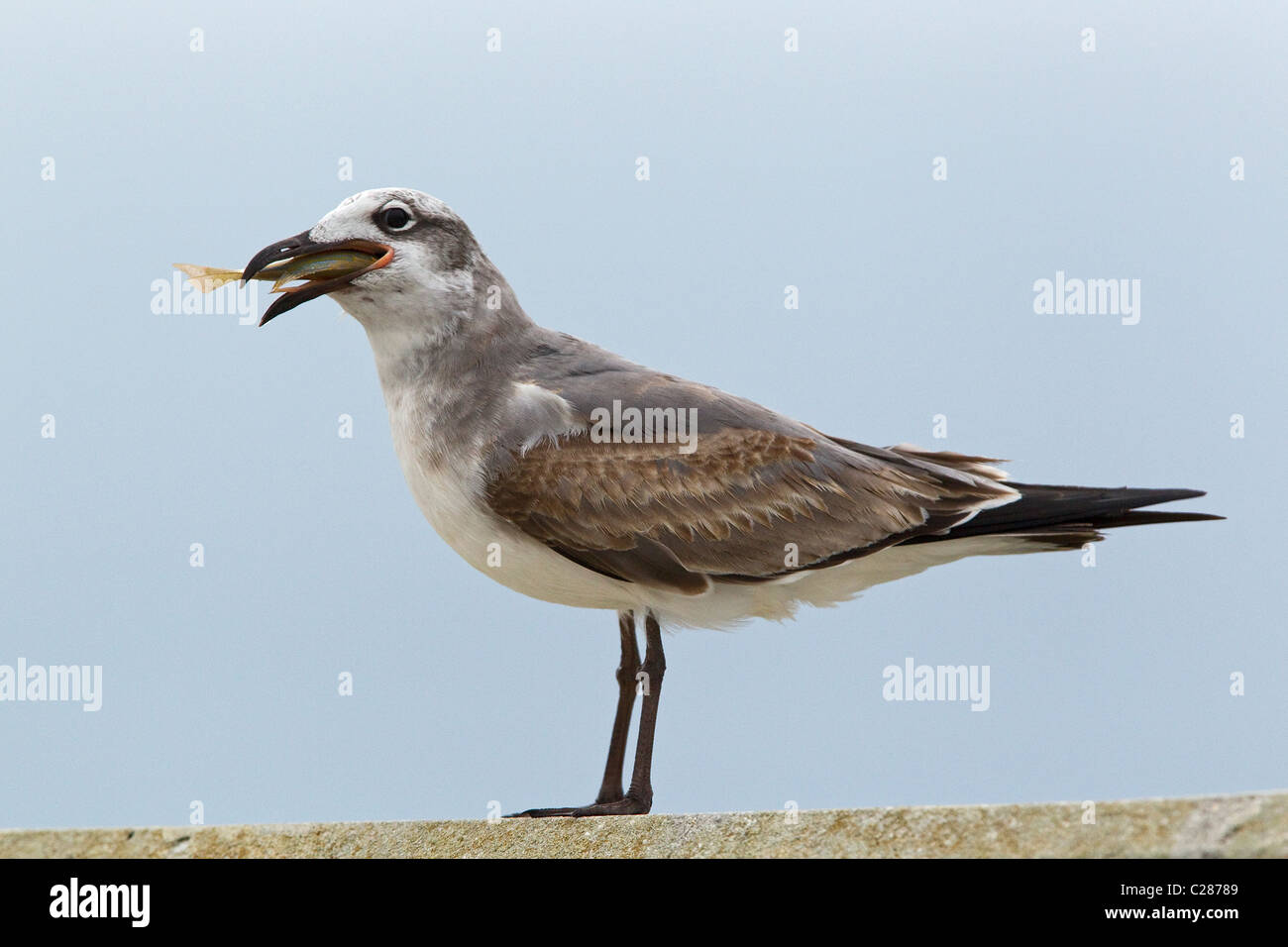 Lachend Möwe (Larus Atricilla) Vogel, Fisch essen, Fisch im Mund, Florida Keys, Florida, USA, lustige Tier Stockfoto