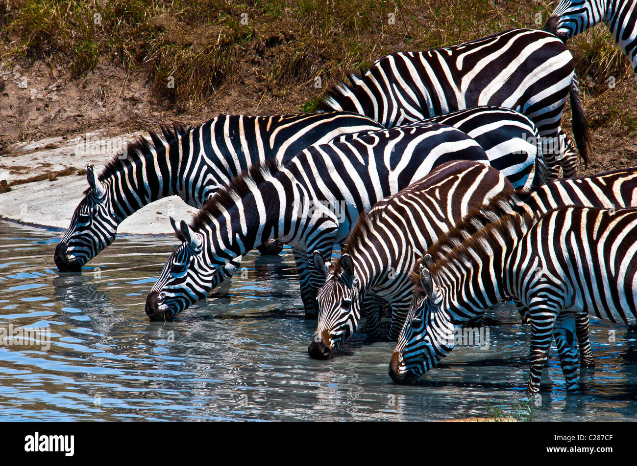 Burchell Zebras, Equus Quagga, Trinkwasser, Masai Mara National Reserve, Kenia, Afrika Stockfoto