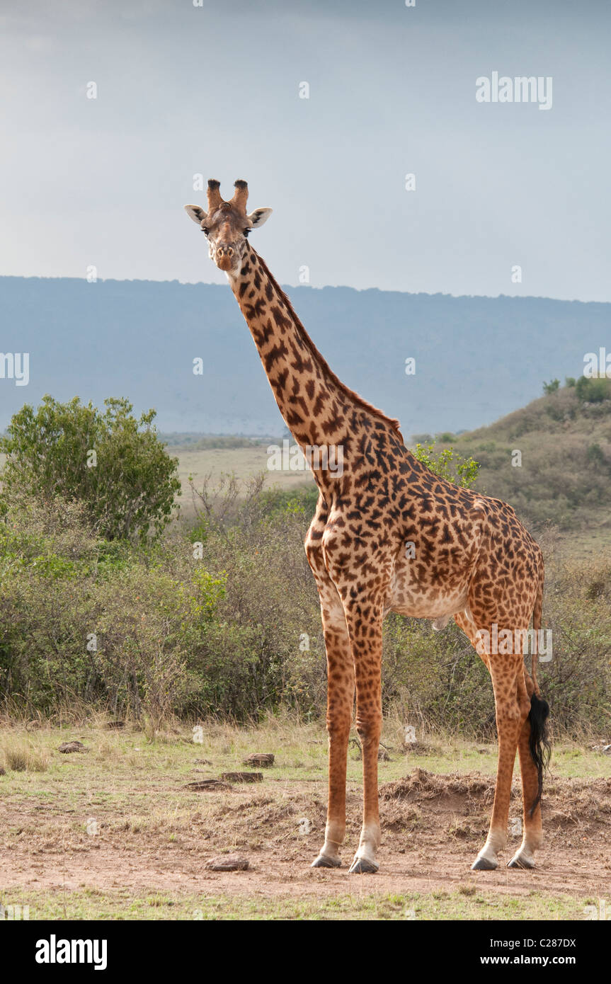 Masai-Giraffe, Giraffe Giraffa, Masai Mara National Reserve, Kenia, Afrika Stockfoto