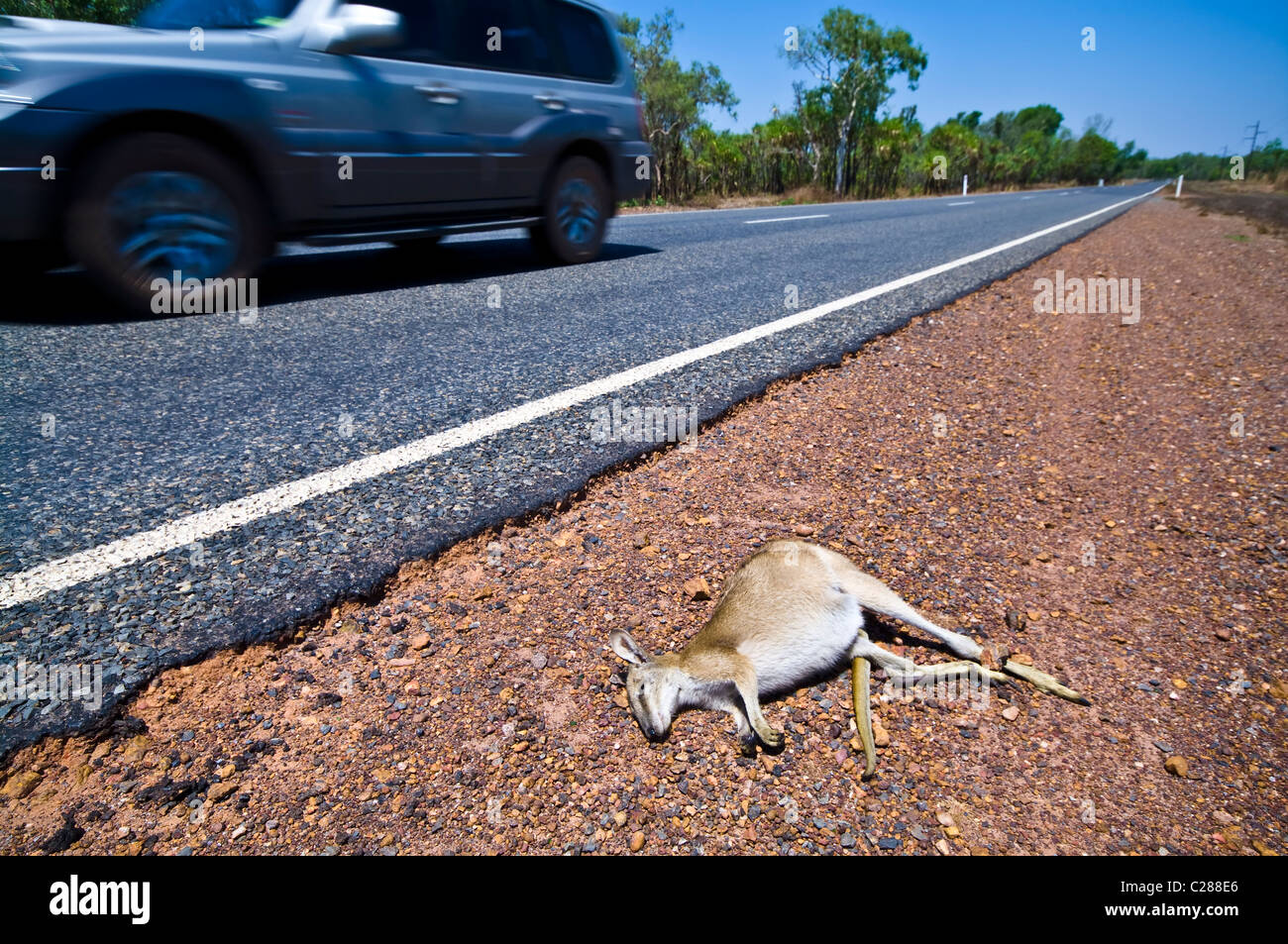 Ein toter Agile Wallaby getötet von einem Auto ruht am Straßenrand und ein SUV. Stockfoto