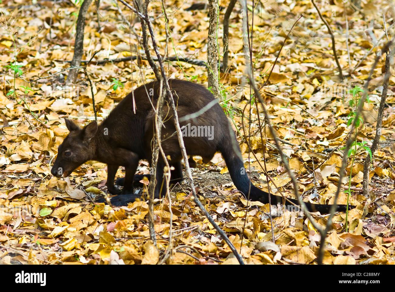 Eine schwarze Wallaroo speist unter trockenen Laubstreu im Unterwuchs. Stockfoto