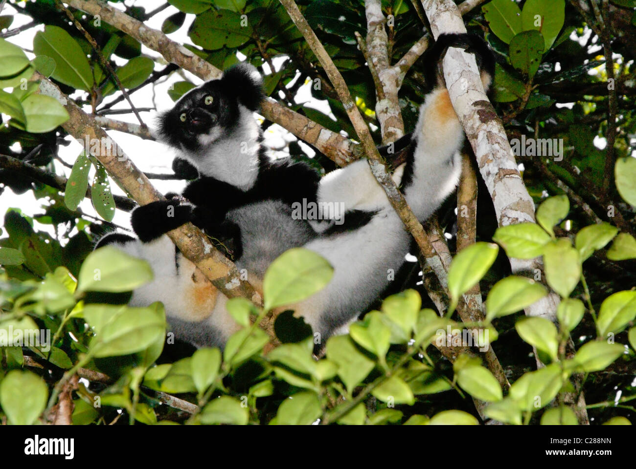 Indri in Baum, Perinet (Andasibe), Madagaskar Stockfoto