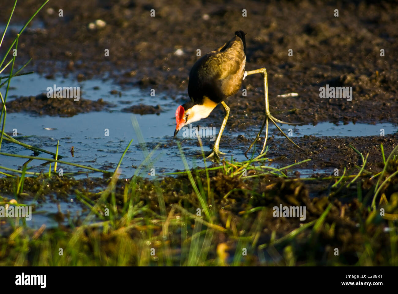 Ein Kamm-crested Jacana mit länglichen Zehen sucht nach Insekten im Morgengrauen. Stockfoto
