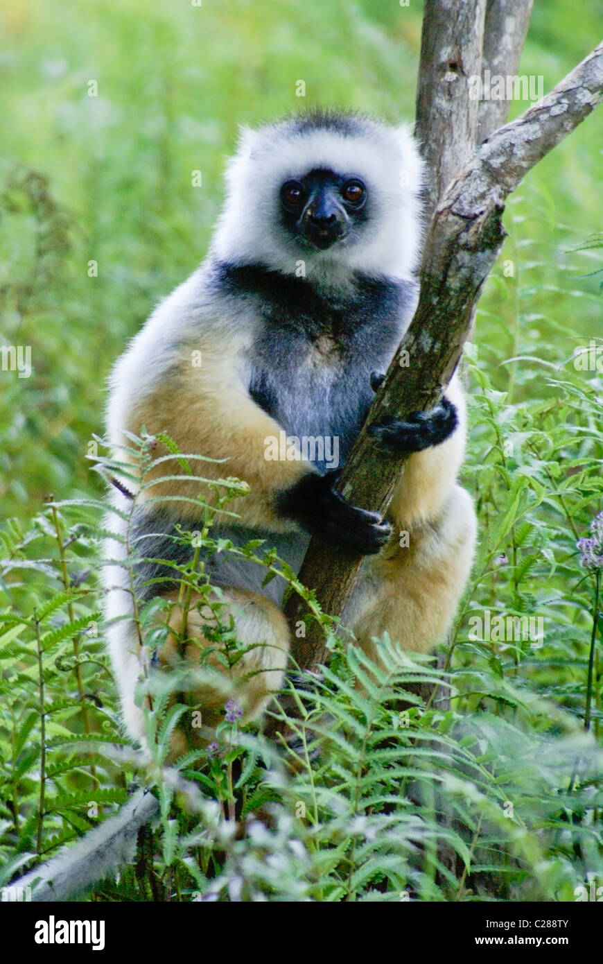 Matrizengeformte Sifaka, Lemuren-Insel, Andasibe, Madagaskar Stockfoto