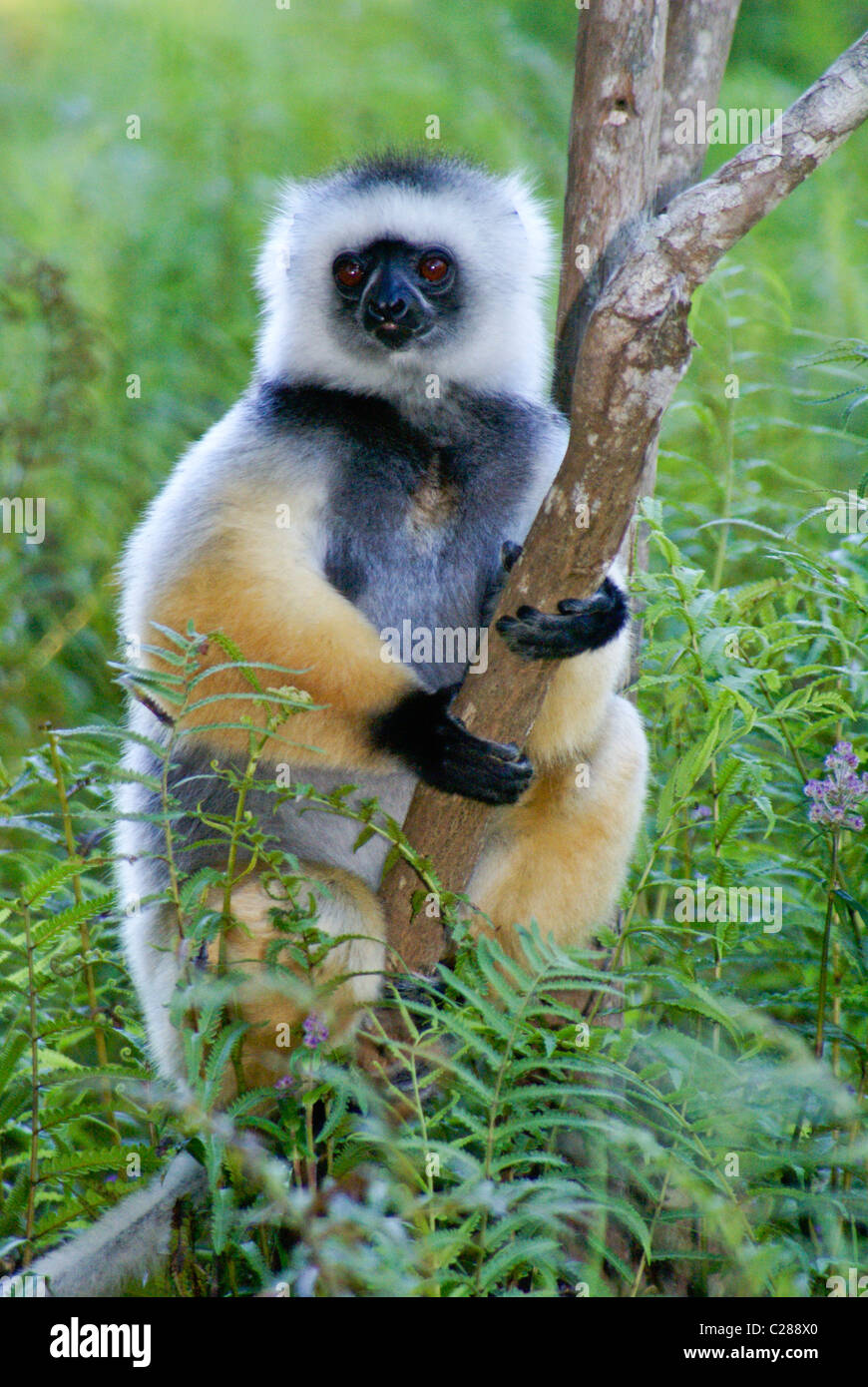 Matrizengeformte Sifaka, Lemuren-Insel, Andasibe, Madagaskar Stockfoto