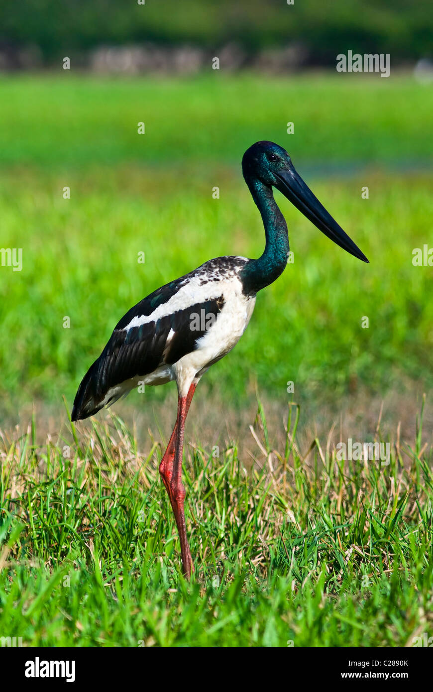 Ein elegantes Schwarz-necked Storch steht auf einem Überschwemmungsgebiet im Morgengrauen. Stockfoto