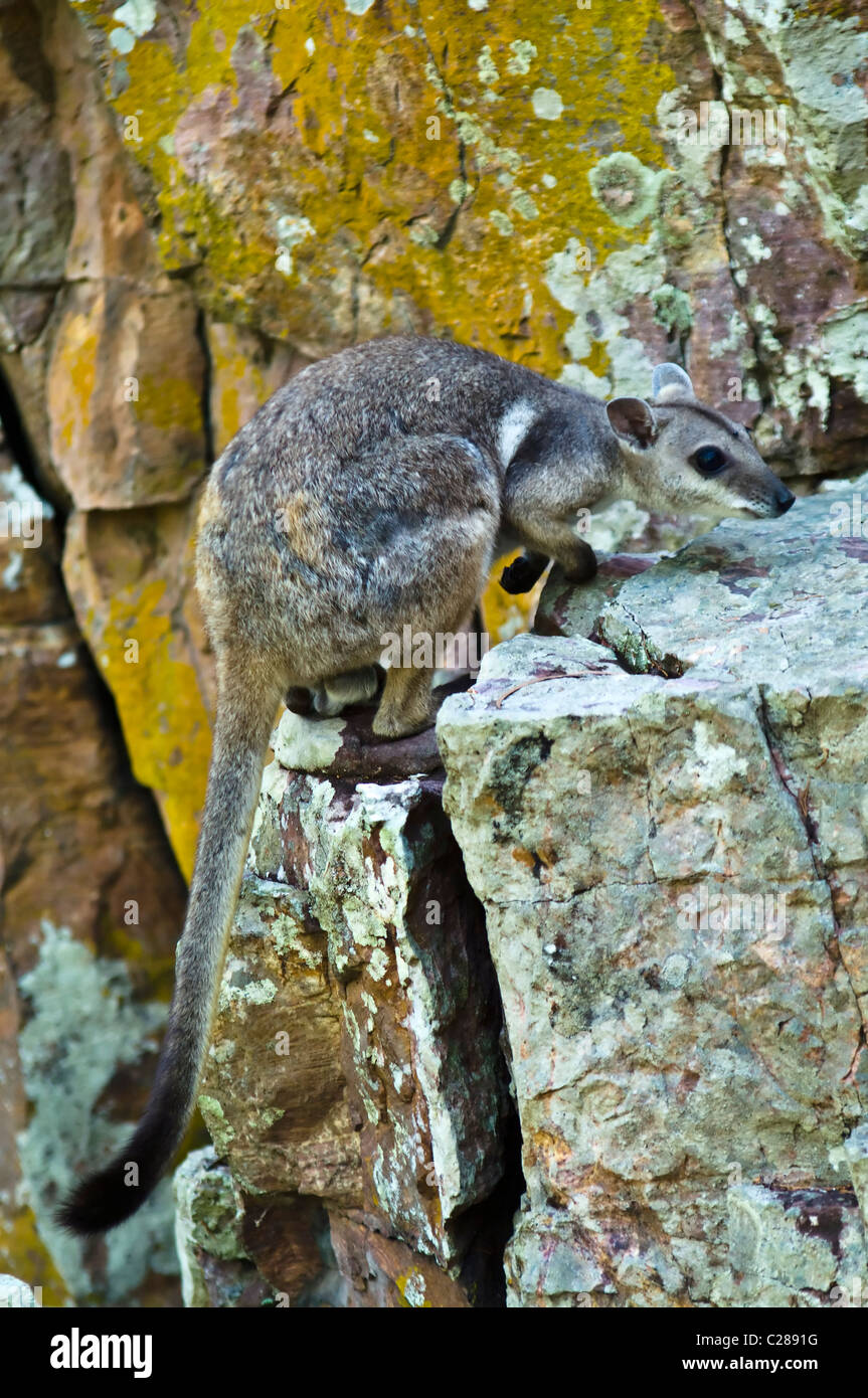 Ein Short-eared Felsen-Wallaby nutzt seine Rute für Gleichgewicht eine Klippe klettern. Stockfoto