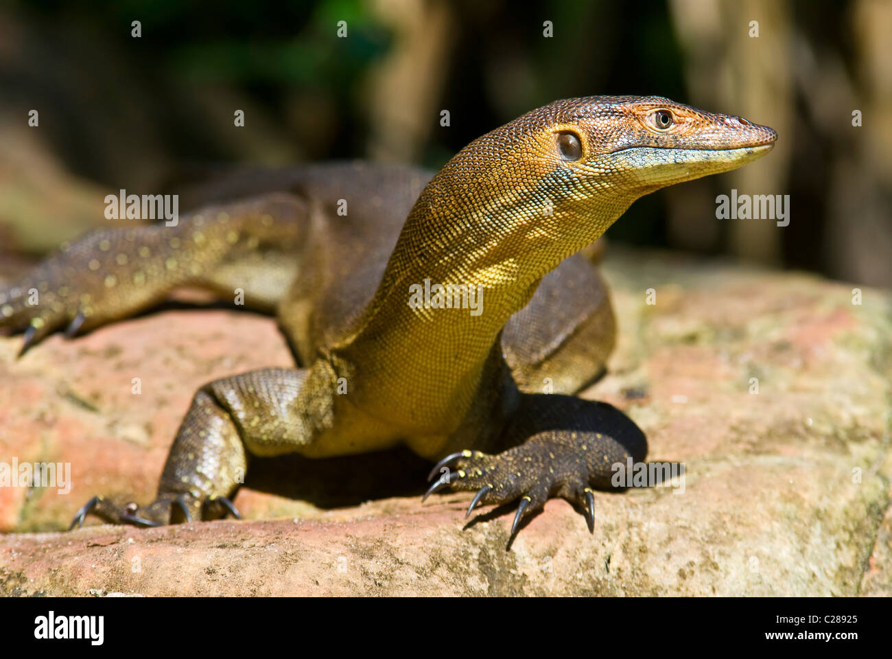 Eine schuppige Mertens Wasser Monitor Thermoregulation Sonnen auf einem warmen Stein. Stockfoto