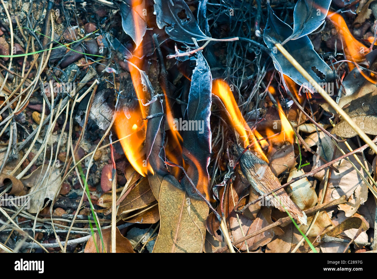 Flammen brennen, trockene Blätter und Gräser in einem offenen Waldgebiet. Stockfoto