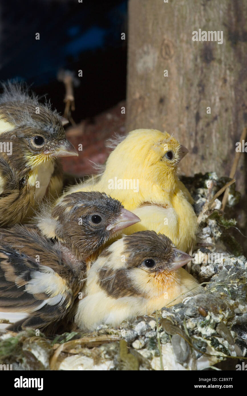 Kanarienvogel (Serinus Canaria). 15 Tage alten Küken, noch im Nest. Voliere Vögel. Stockfoto