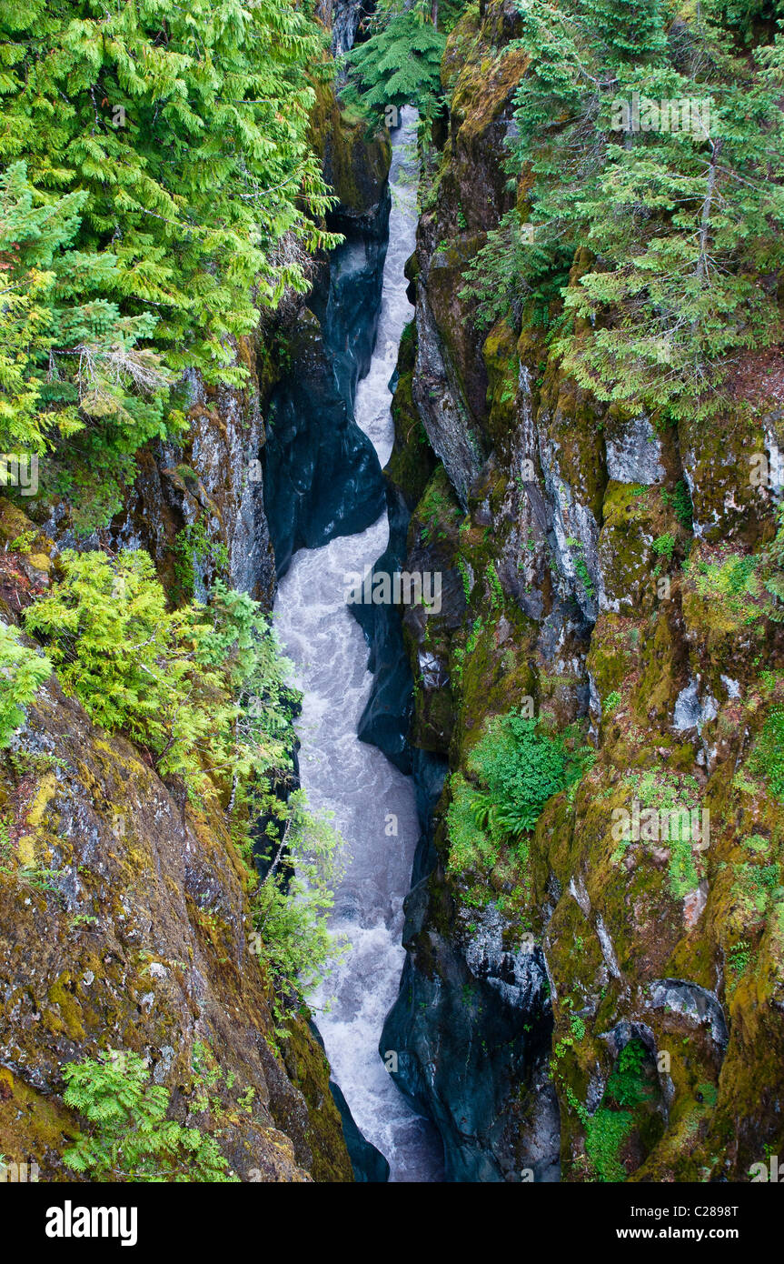 Muddy Fork des Cowlitz River in Box Canyon; Mount Rainier Nationalpark, Washington. Stockfoto
