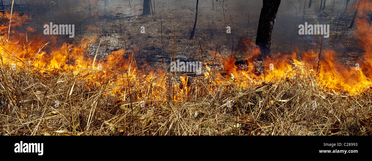 Tobende Flammen brennen Top End tropischen Grasland und Wäldern zu öffnen. Stockfoto