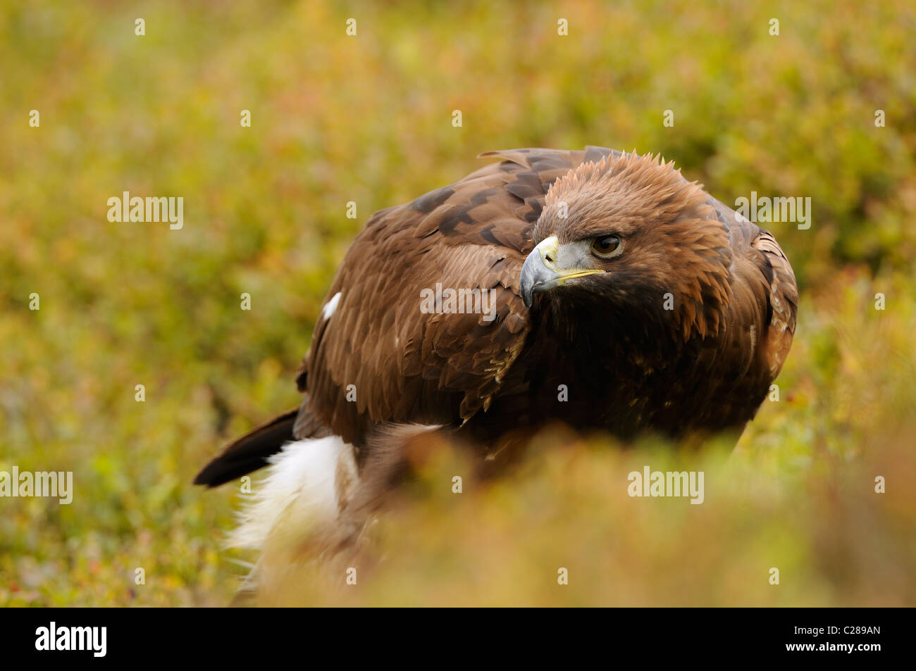 Steinadler in der Mitte Herbst farbige Vegetation Angeberei sein stolz oder Wut durch das Aufstellen von der Krone der Federn Stockfoto