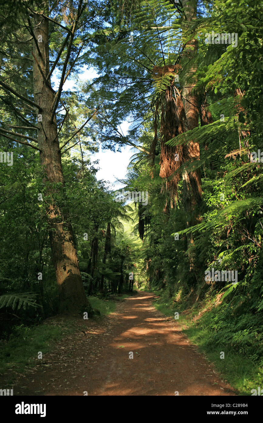 Der Wald Fuß zwischen den grünen See Rotokakahi und Blue Lake Tikitapu SE von Rotorua Nordinsel Neuseeland Stockfoto