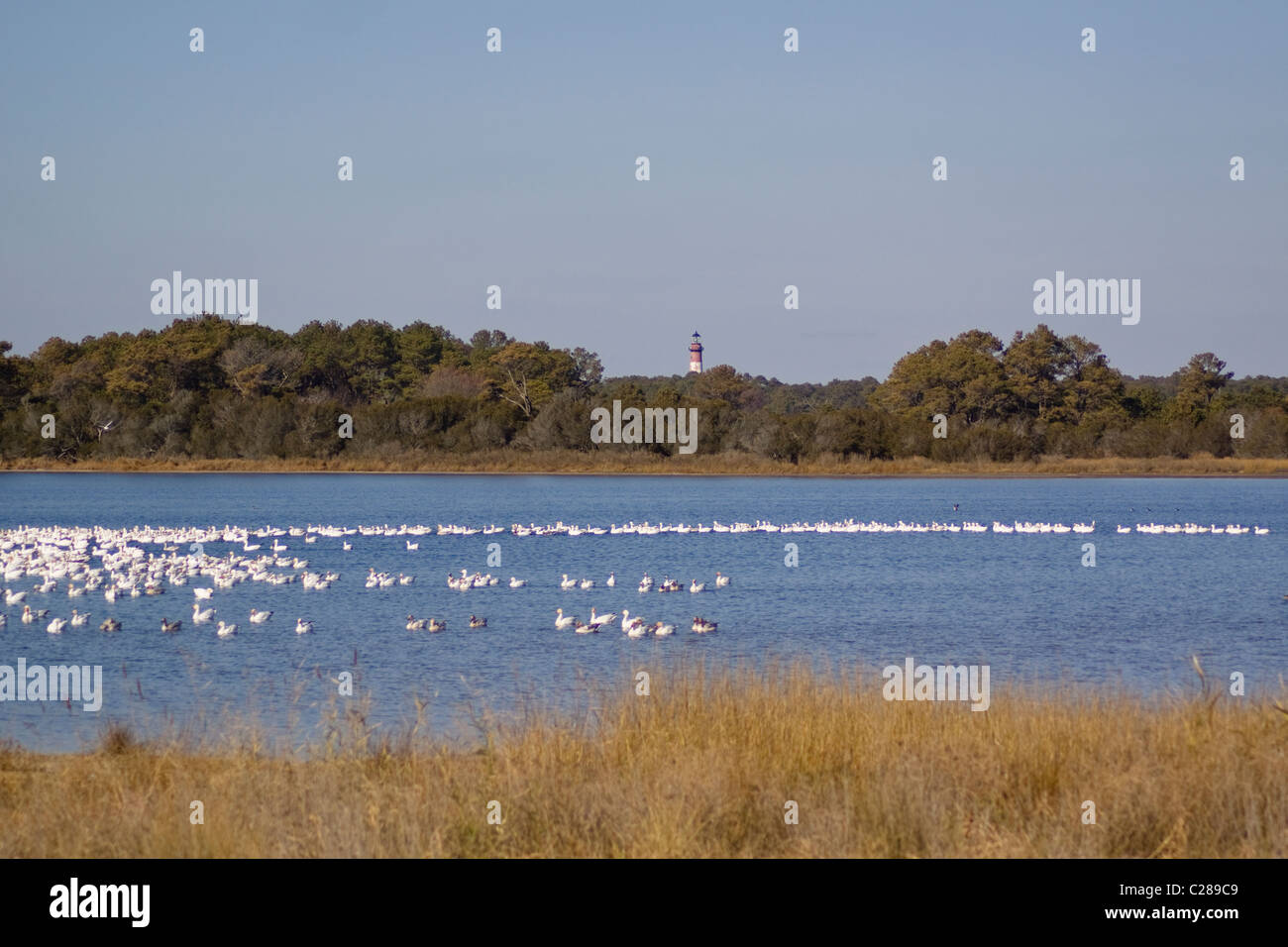 Blick auf Leuchtturm Assateague Island, Herde weißer Schnee Gänse von Küste des Atlantischen Ozeans in Accomack County Virginia Stockfoto