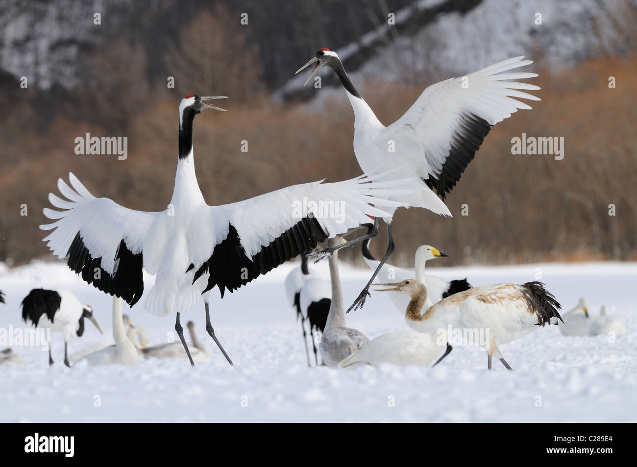 Zwei rote gekrönt tops aka japanische Kraniche Grus Japonensis fliegen über eine schneebedecktes Feld und Baum in der Nähe von Akan in Hokkaido, Japan Stockfoto