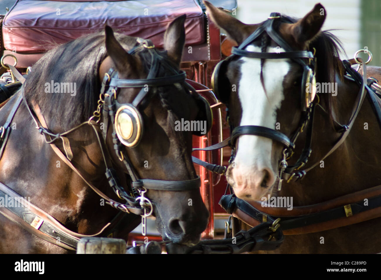 Koloniale kanadische Pferde und Wagen - koloniale Altstadt innerhalb der Stadt von Williamsburg Virginia. Stockfoto