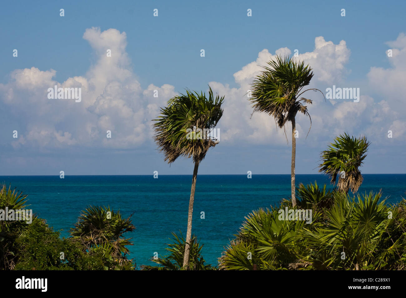 Palmen Karibik Tulum Mexiko Stockfoto