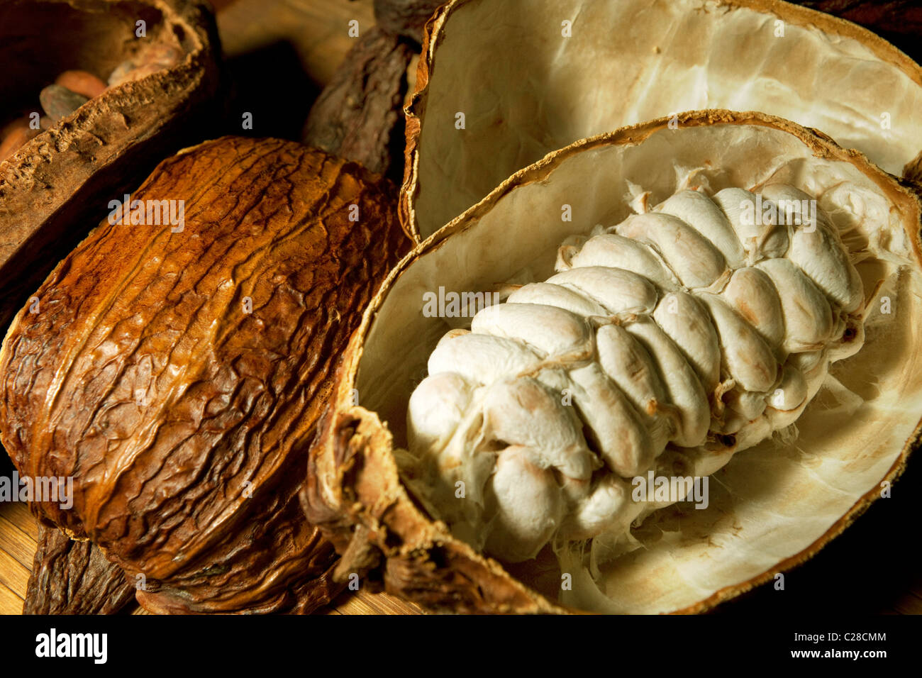 Kakaobohnen-Hülsen mit Schokolinsen in Theobroma Frucht. Stockfoto