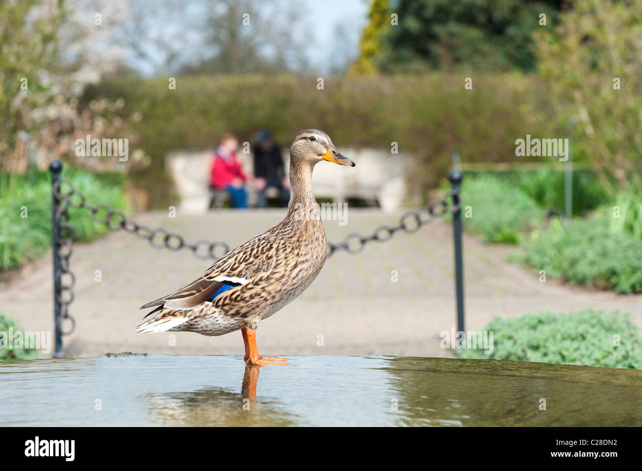 Anas platyrhynchos. Weibliche Stockente auf einem Wasserlauf am RHS Wisley Gardens. Surrey, England Stockfoto