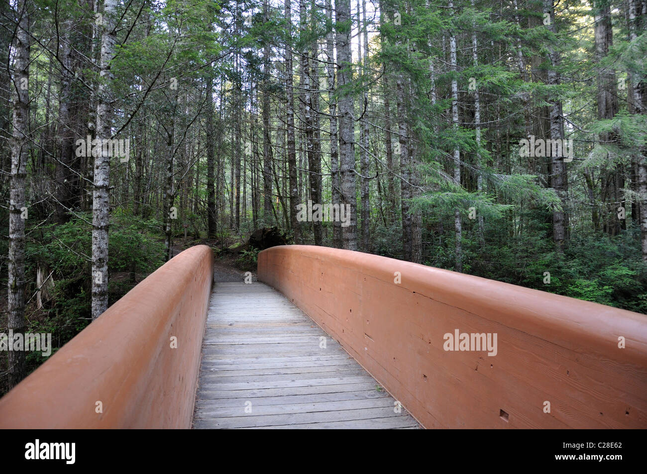 Redwoods National Park, Kalifornien, USA - Lady Bird Johnson Grove Stockfoto