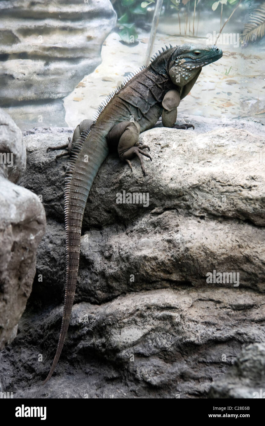 Leguan Echse Stockfoto