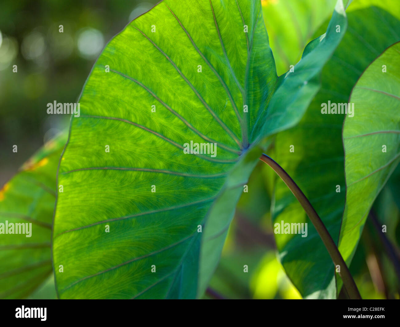 Taro Pflanzenblattes, Mahuahua ' Ai o Hoi, native Hawaiian Land Wiederherstellung Programm Stockfoto