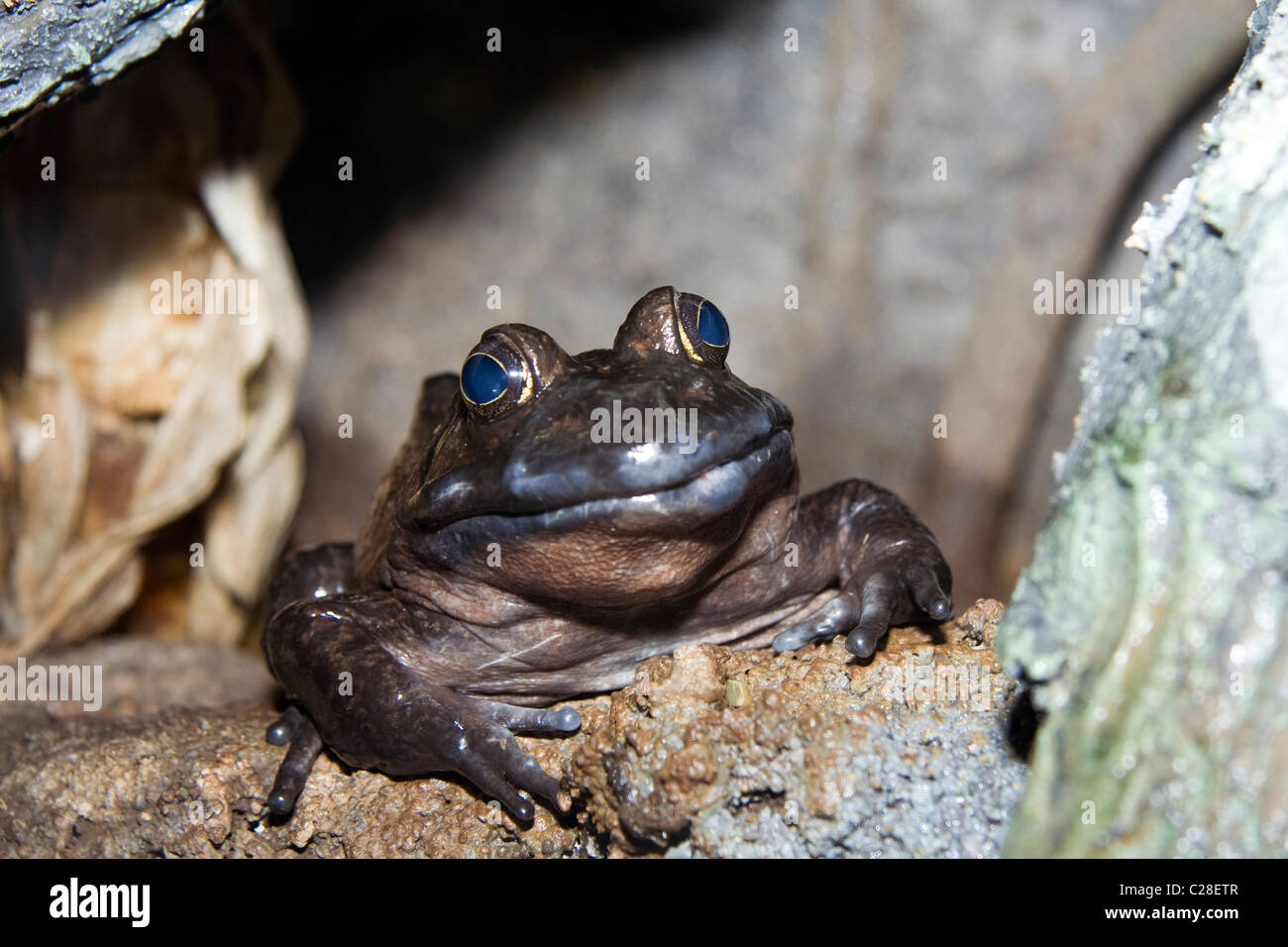 Der amerikanische Ochsenfrosch (Rana Catesbeiana) Stockfoto