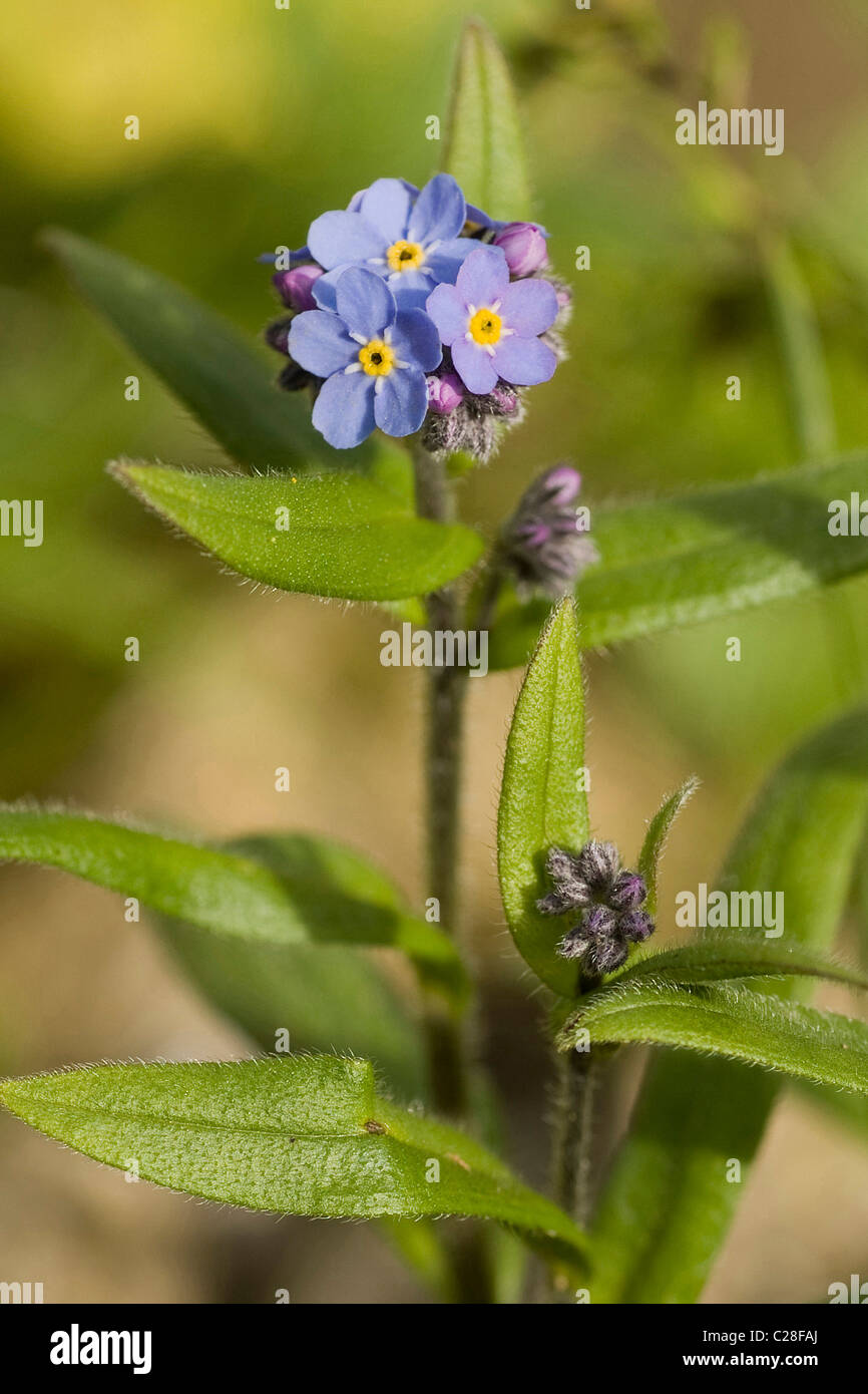 Alpine Vergissmeinnicht (Myosotis Alpestris), blühende Stiele. Stockfoto