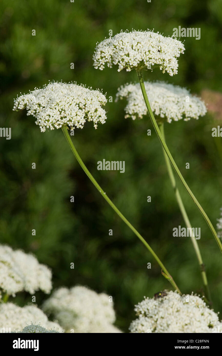 Südlichen Meisterwurz (Peucedanum Venetum), Blüte. Stockfoto