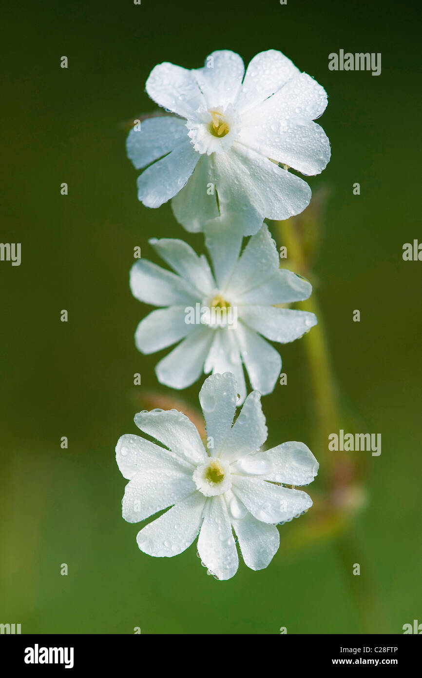 White Campion (Silene Latifolia Alba), drei Blumen. Stockfoto