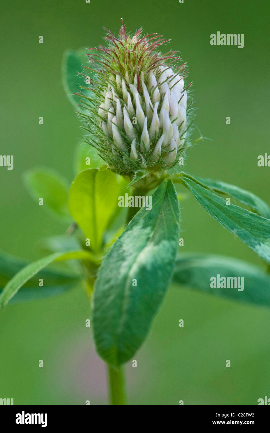 Zick-Zack-Klee (Trifolium Medium), Blumen und Blätter. Stockfoto