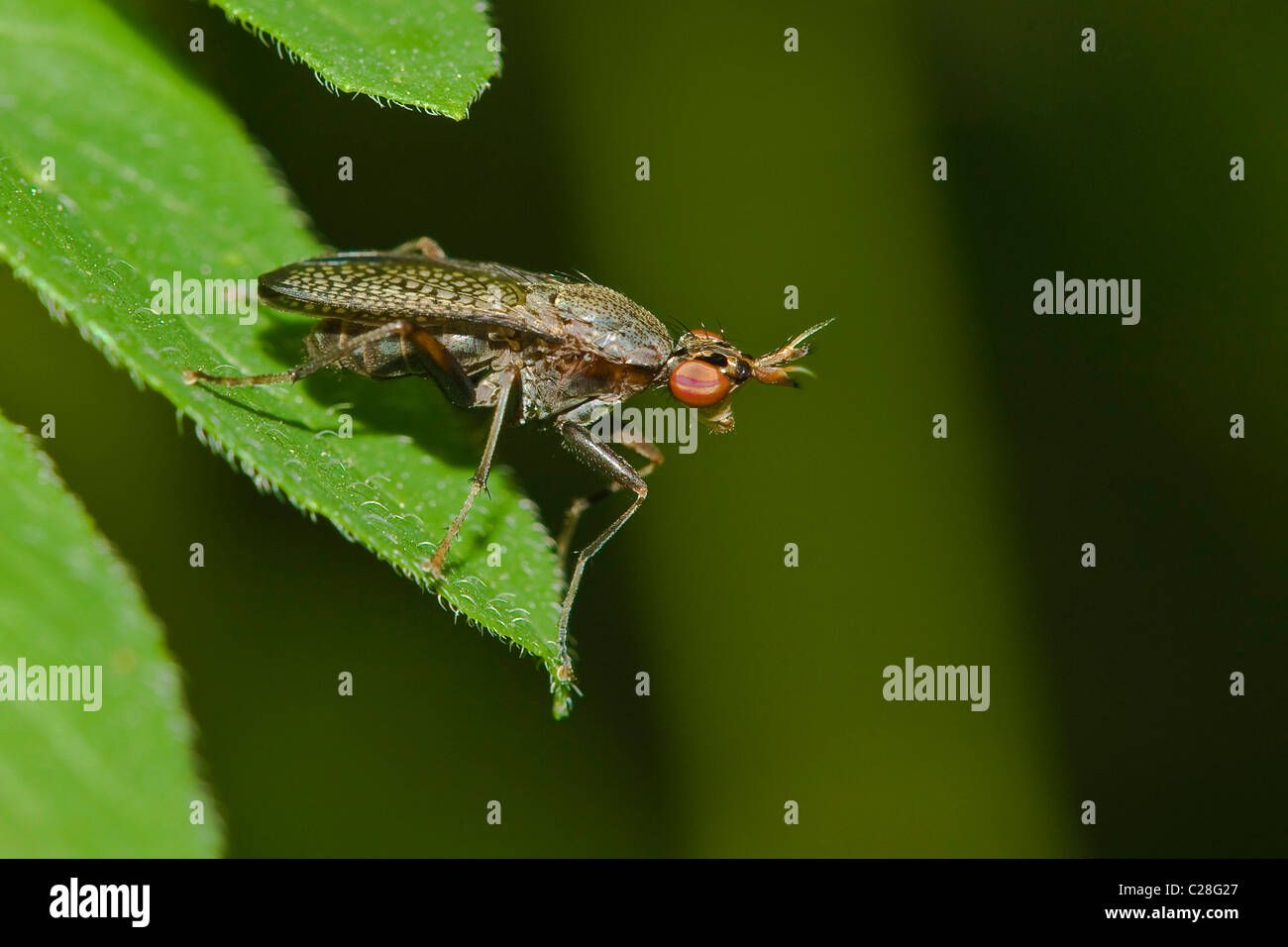 Snail-Killing Fly (Coremacera Marginata) auf einem Blatt. Stockfoto