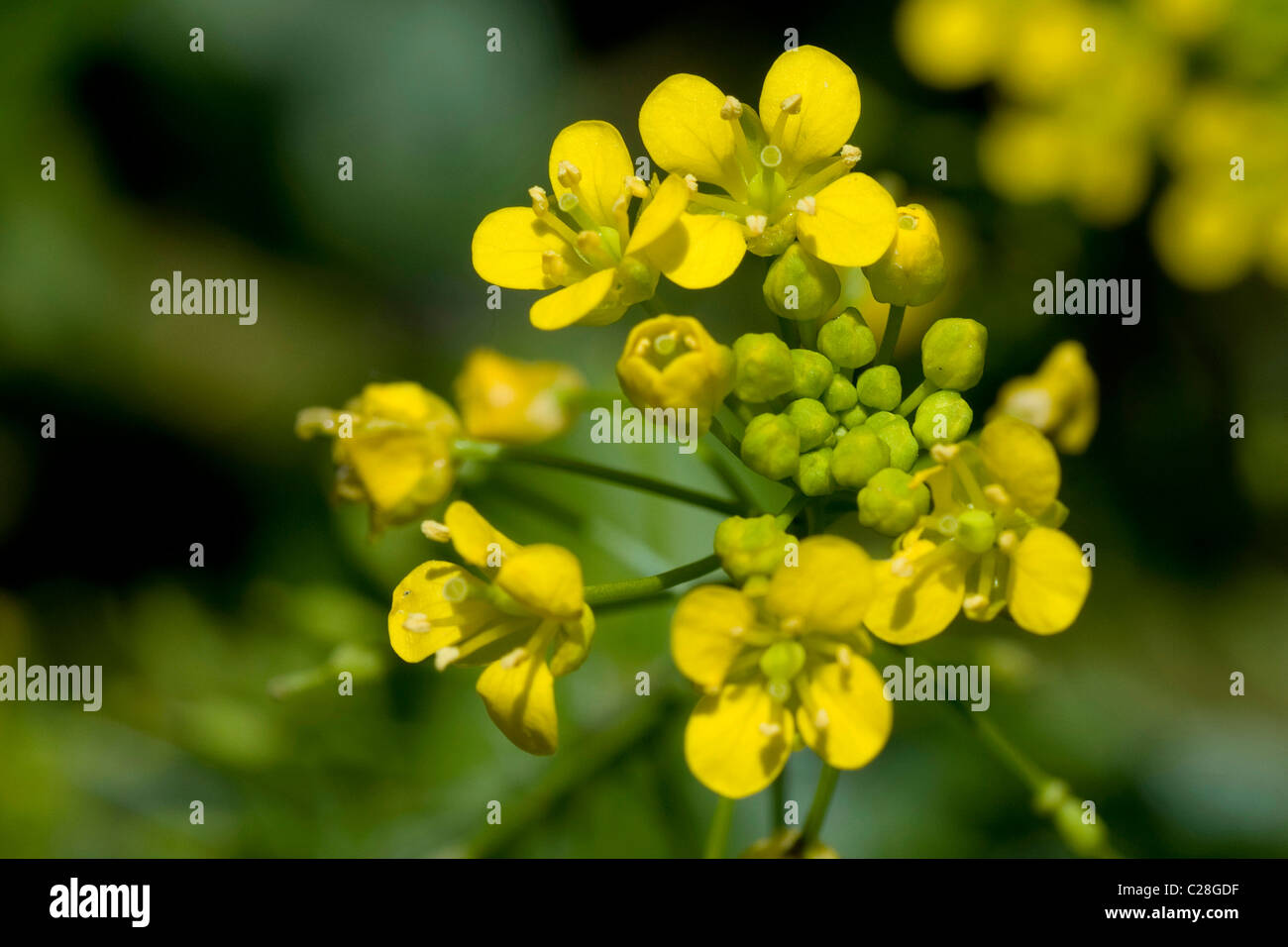 Große Yellowcress (Rorippa Amphibia), Blüte. Stockfoto