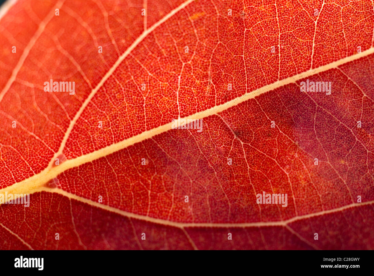 Herbst Blatt, Blattrippen, orange Blatt Stockfoto