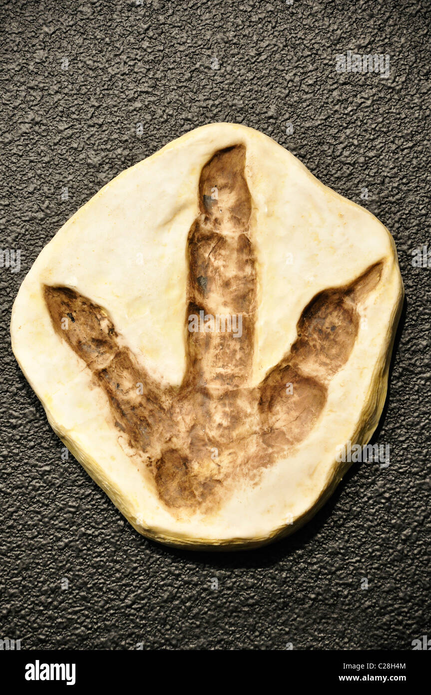 Dinosaur World, Glen Rose, Texas, USA - versteinerten Dinosaurier-Fußabdruck Replik im Geschenk-shop Stockfoto