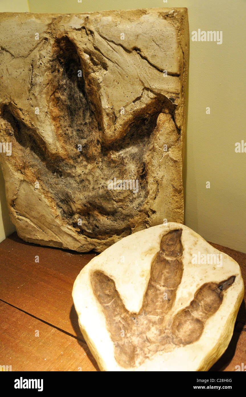 Dinosaur World, Glen Rose, Texas, USA - versteinerten Dinosaurier-Fußabdruck Replik im Geschenk-shop Stockfoto