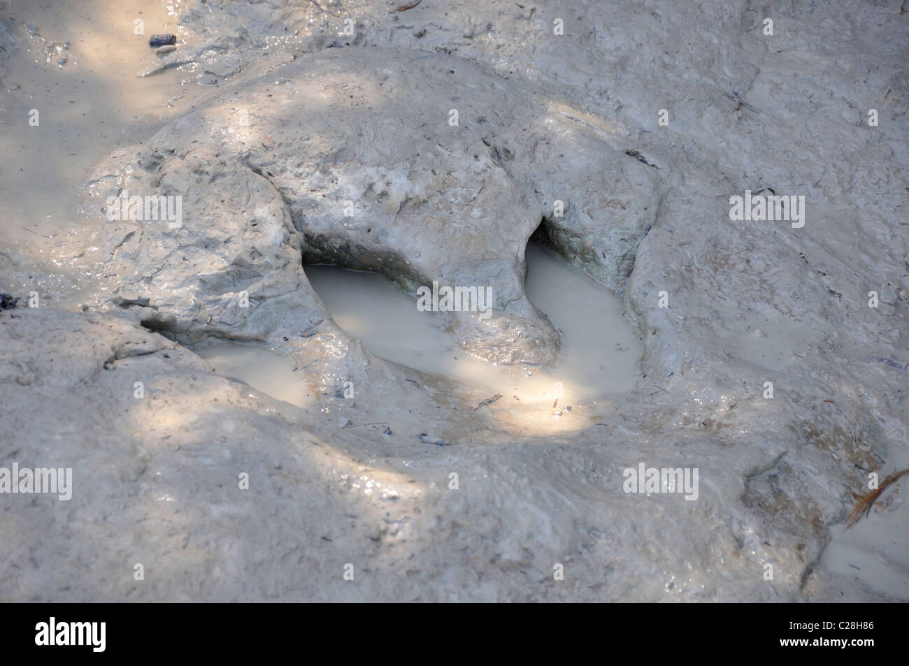 Dinosaur Valley State Park, Glen Rose, Texas, USA - fossiler Dinosaurier-Fußabdruck Stockfoto