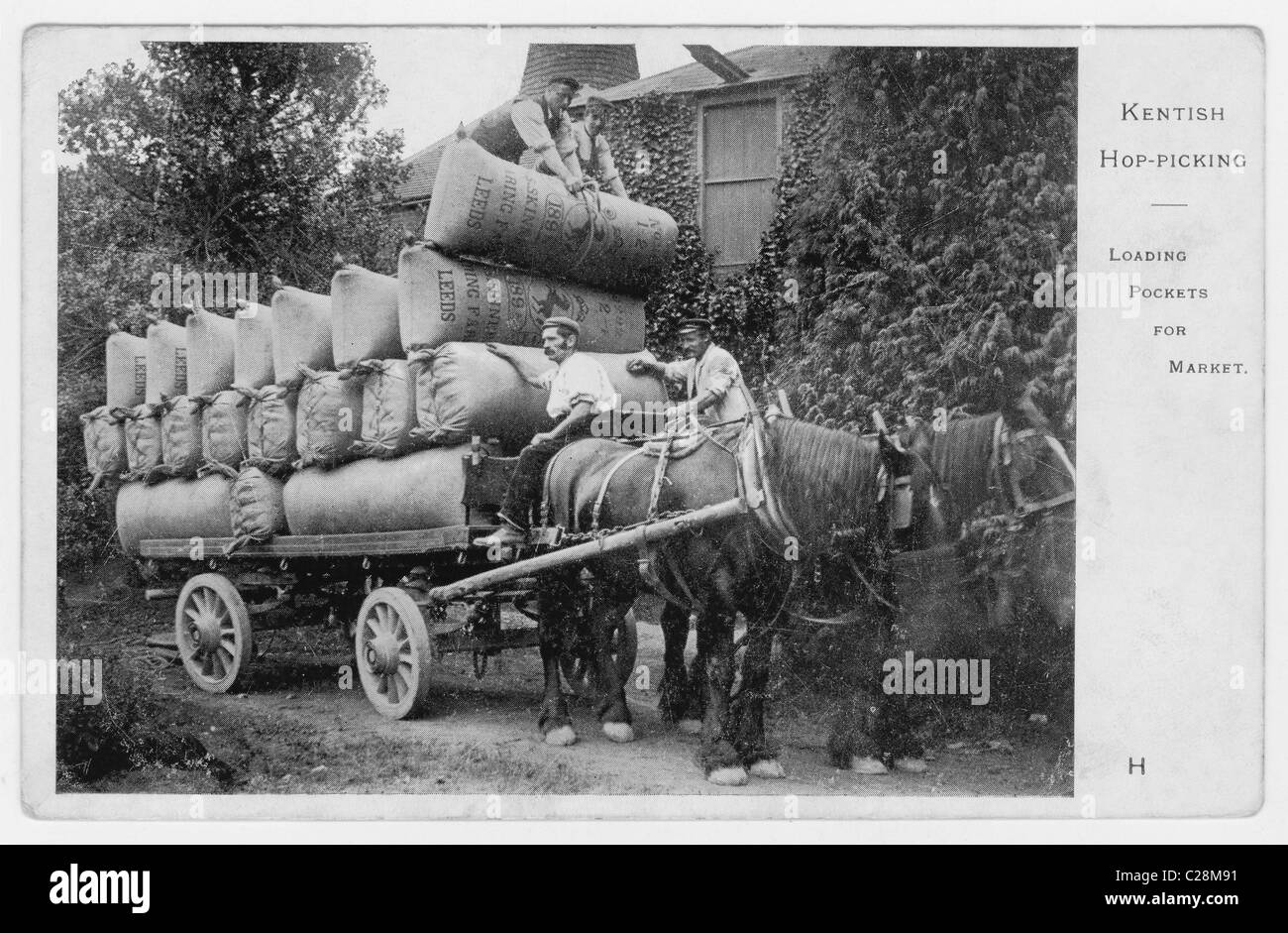 Original Grußkarte mit Kentish-Hopfenpflücker, die die Hopfentaschen für den Markt auf ein Pferd und einen Wagen laden, Anfang des 20. Jahrhunderts, in Kent, England, britische Arbeiter Stockfoto