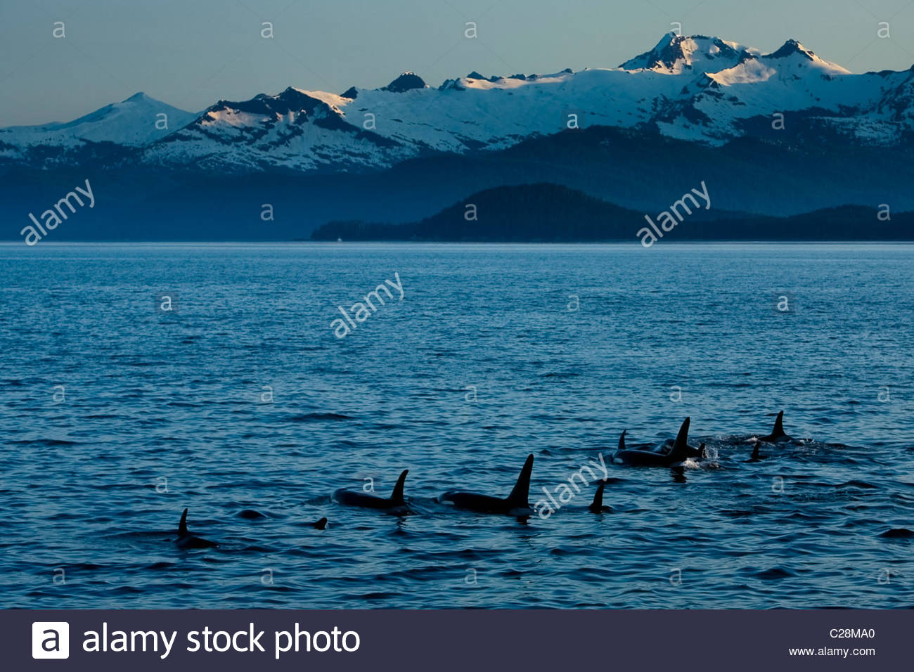 Eine Herde von Schwertwalen schwimmt in einem Berg gesäumten Straße. Stockfoto