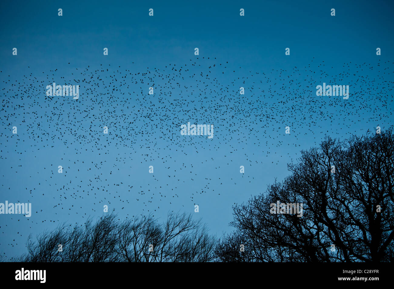 Die Verstümmelung von einer Million Stare füllt den kerulischen Himmel, bevor sie in Avalon Marshes, Shapwick Heath Nature Reserve, Somerset, aufmarschiert Stockfoto