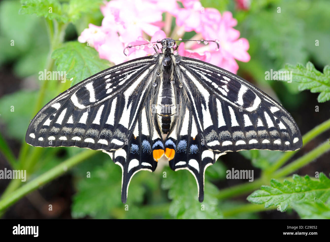 Papilio Xuthus, Xuthus Schwalbenschwanz aus Asien. Teil des Natural History Museum 'Sensationelle Butterflies' Ausstellung, London Stockfoto