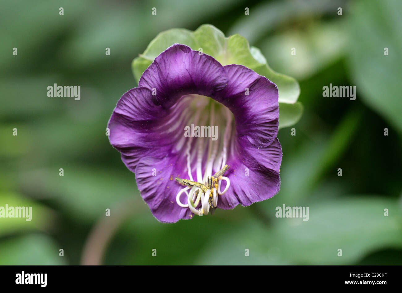 Kathedrale Bell Flower, Cobaea Scandens, Polemoniaceae. Tropisches Amerika. Vine aka Fledermaus Blume, Batflower oder Tasse und Untertasse. Stockfoto