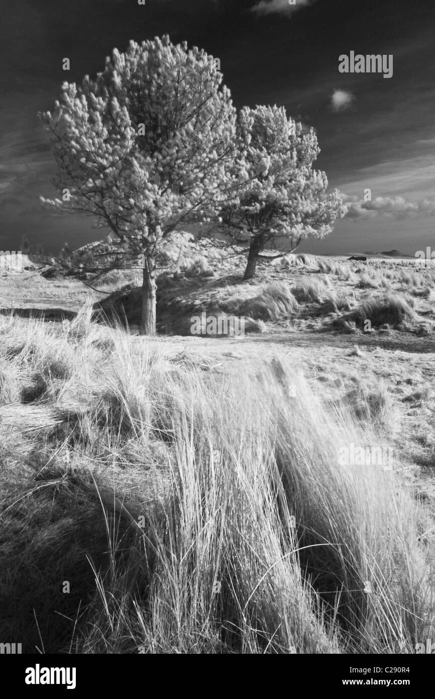 England, Northumberland, Bamburgh. Bäume und Sanddünen in der Nähe des Dorfes Bamburgh. Stockfoto