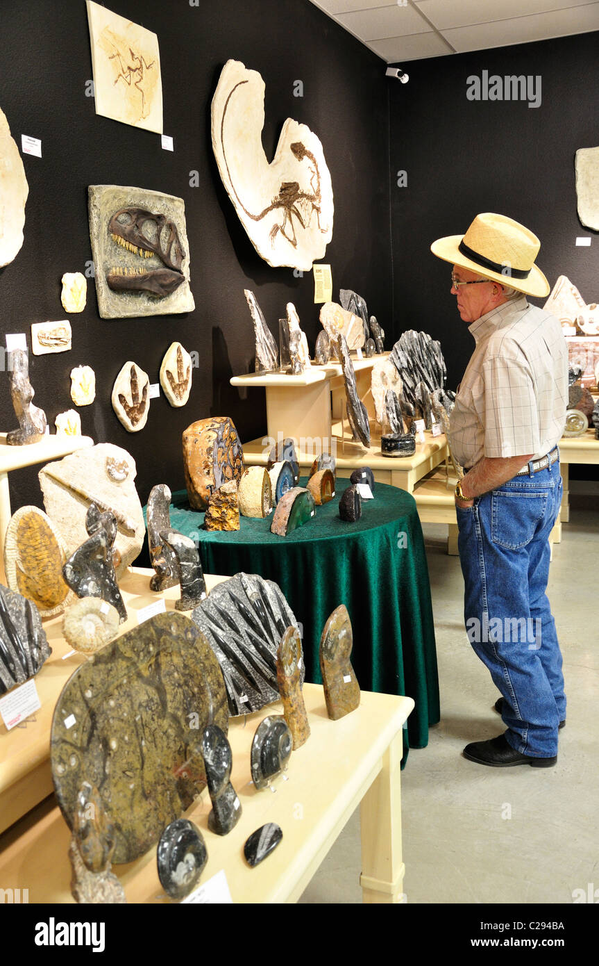 Fossilien im Souvenirladen, Dinosaur World, Glen Rose, Texas, USA Stockfoto