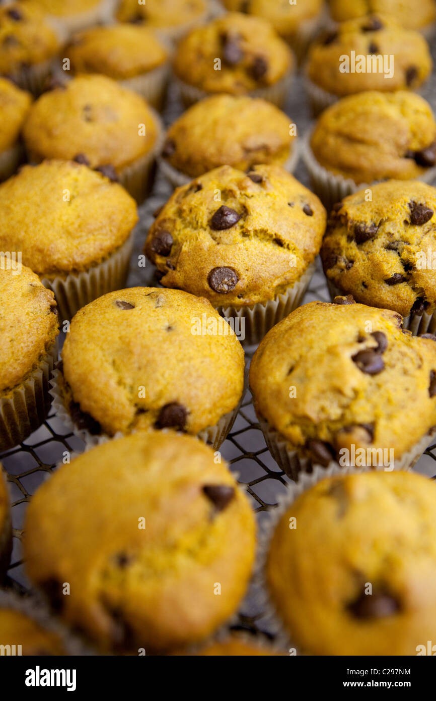 Frisch gebackene Kürbis chocolate Chip muffins Stockfoto