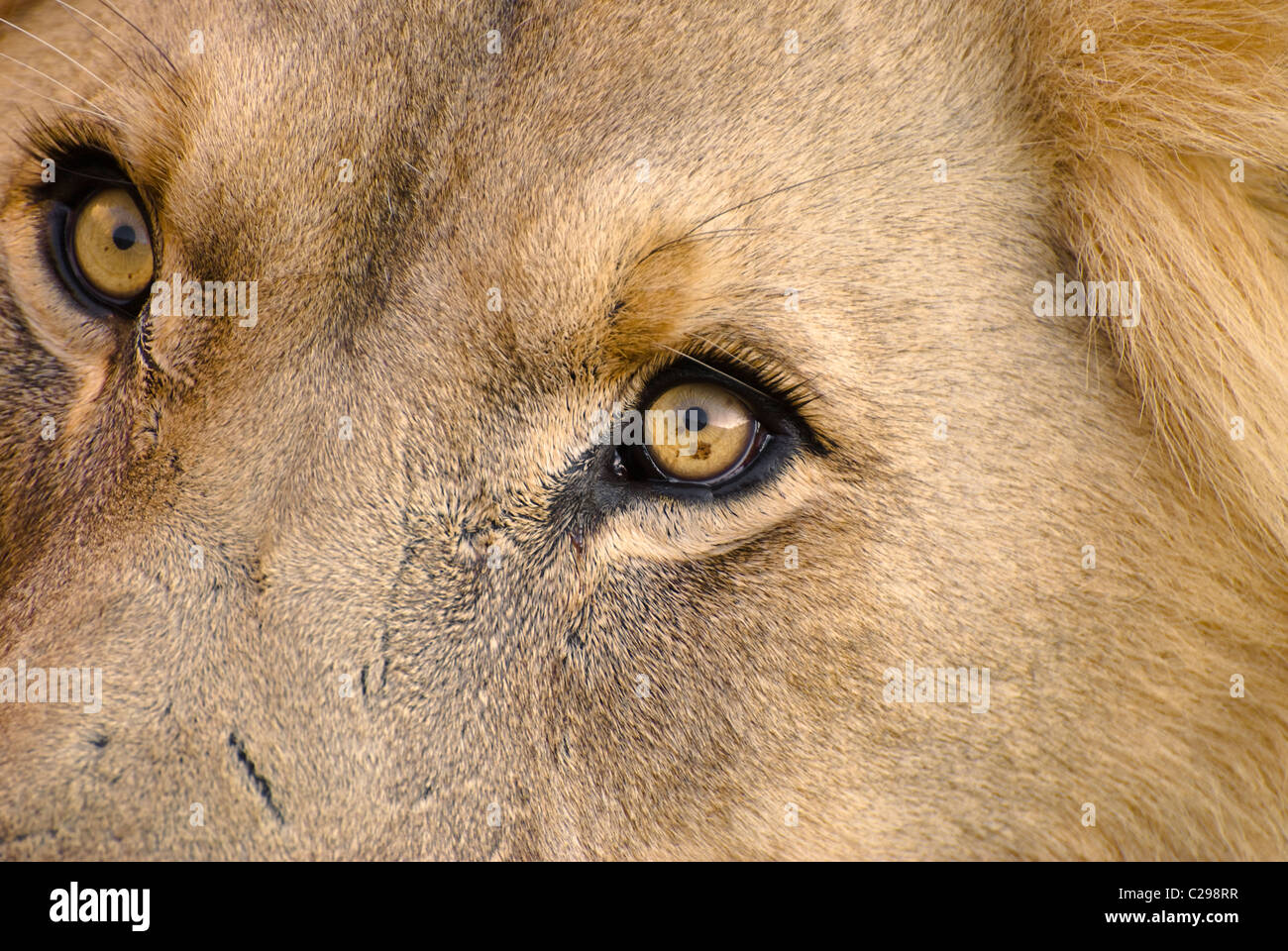 Löwe (Panthera Leo) - einzelne Erwachsene männliche Löwe, Augen in Nahaufnahme-April, Okonjima, Damaraland, Namibia, Südliches Afrika Stockfoto