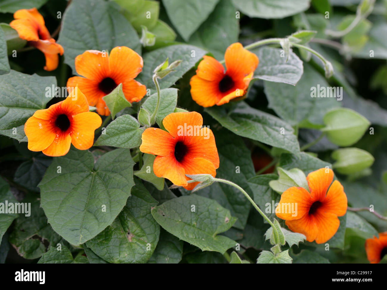 Black-Eyed Susan Weinstock oder Uhr Rebe, Thunbergia Alata, Acanthaceae. Tropischen Ostafrika. Stockfoto