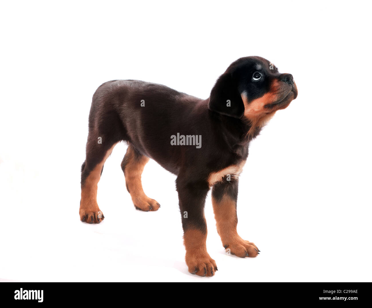 Rottweiler puppy -Fotos und -Bildmaterial in hoher Auflösung – Alamy