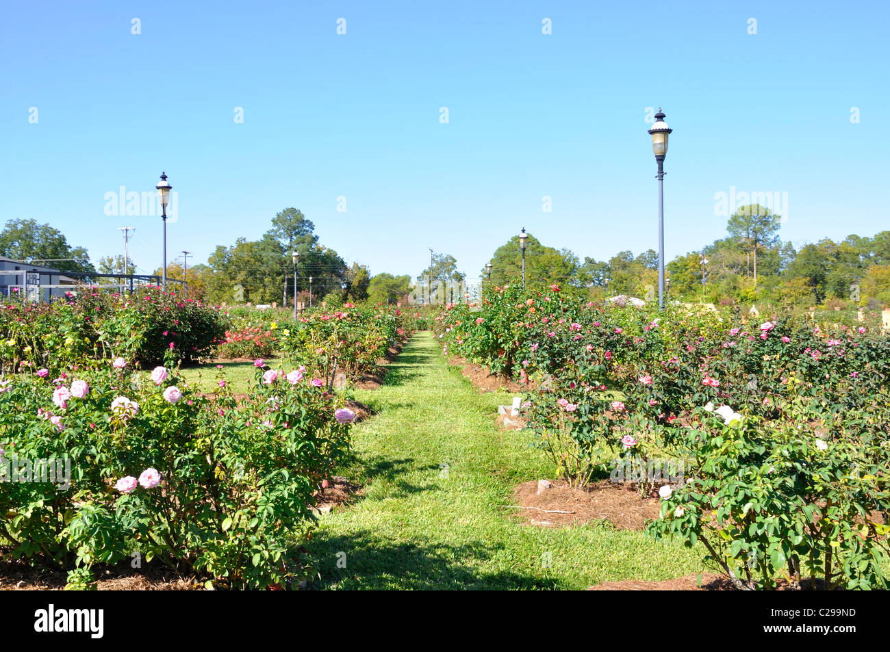 Rose Garden Tyler Texas Grossten Rosengarten In Den Usa